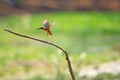 Flying Common Kingfisher